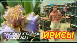 Отправка ирисов почтой. Июль 2024 года / Сад Ворошиловой