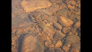 рак ходит вперед, а плавает назад? ...факт