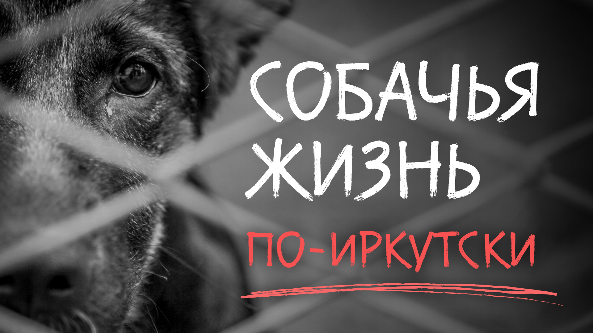 Живодёры из Иркутска: кто на самом деле наживается на собачьей крови