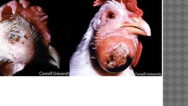Самые частые болезни птиц : описание, симптомы лечение и профилактика