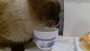 Как пьют кошки - лакают языком вперед или назад?!