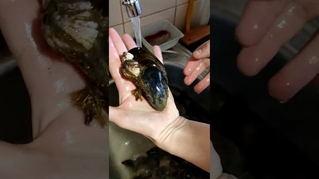 Как чистить мидии весело | Мурманск, на севере жить | How to clean mussels and have fun | Murmansk