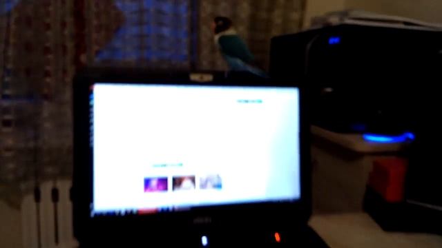 Неразлучник гуляет смотреть онлайн