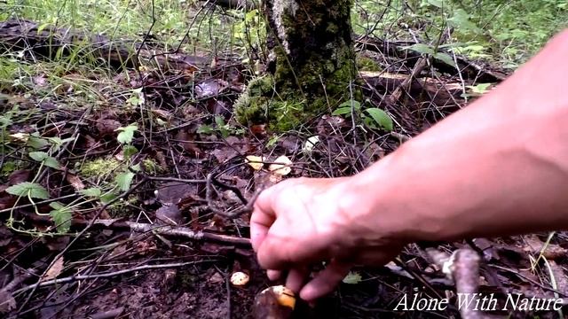 Нашествие грибов ,лисичек и белых грибов,грибы в Июле 2020 в Калужской области. смотреть онлайн