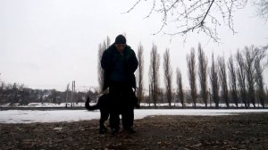 Как научить собаку выполнять команды без лакомства и когда надо давать лакомство?