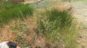 День 8 | Кошу большой двор за 3 000 рублей. Заработок в деревне на покосе травы триммером.