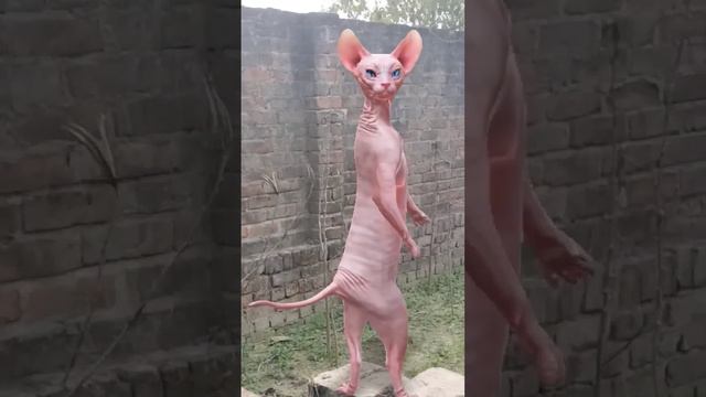 sphynx cat🐈 dance