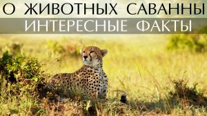 Животные саванны. Интересные факты