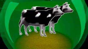 Польская Корова фугу поет. Polish cow puffer sings. Polish cow | Puffer fish