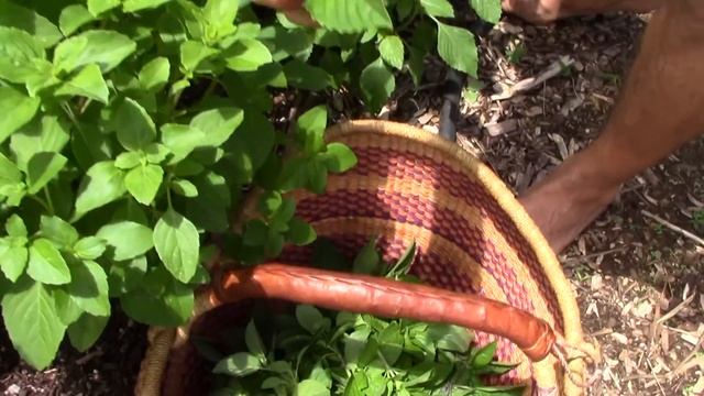 Tulsi Holy Basil - This plant changed our lives! смотреть онлайн