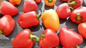 Печеный болгарский перец на зиму