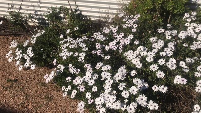 Osteospermum Ecklonis white flowering in the garden смотреть онлайн