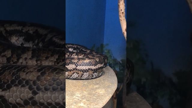 Murray-Darling Carpet Python - Featherdale Wildlife Park