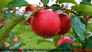 Devil Gala Apple Variety. Known for its realy_ripening, devil gala is one of the best apple variety