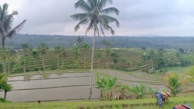 Exploring the most spectacular rice terrace of Bali‼️JATILUWIH the UNESCO's world heritage site