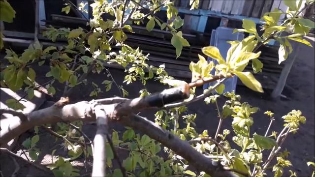 Результат прививки на сливу и алычу персика, абрикоса,персиковой сливы, крупноплодной алычи. смотреть онлайн