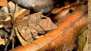 Мимикрия, или замаскированный животный мир вокруг нас. Фото подборка, часть №3