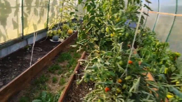 53. Виноград почти созрел, собрал груши. смотреть онлайн