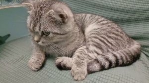 Видео 28. Бусюши негде спать! 😻😱🙄