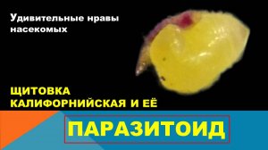 Щитовка калифорнийская и ее паразитоид