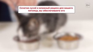 Смешанное питание кошек: можно ли давать и сухой, и влажный корм одновременно?