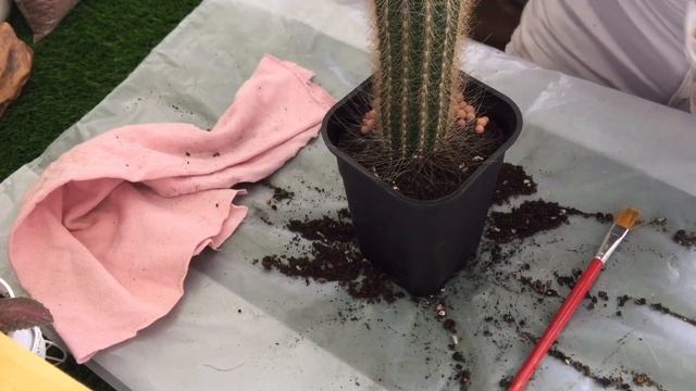 Repotting Cactus | Pilosocereus Chrysostele смотреть онлайн