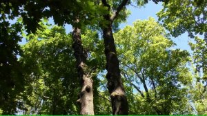 Прогулка по Ясной Поляне