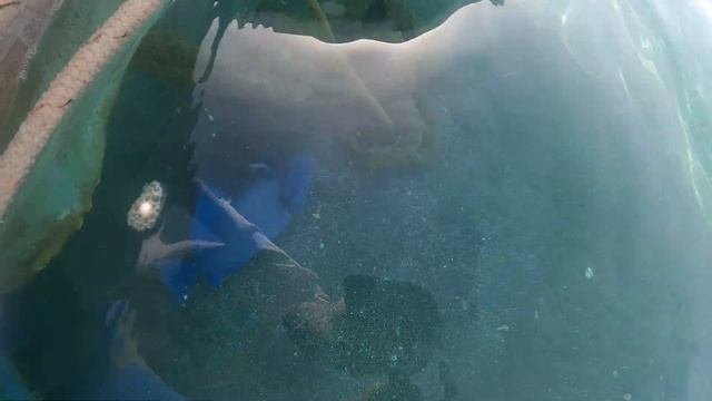 Шарм эль шейх 2021,Turquoise Beach и Синяя рыба!