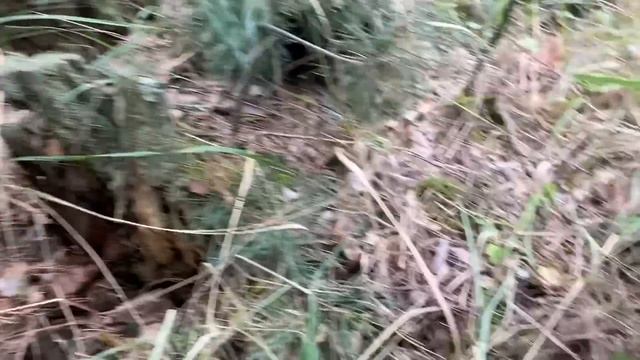 Белый гриб,боровик,польский…Я так никогда не собирал!Это нужно видеть!Осень 2022.Журавлевы в лесу!