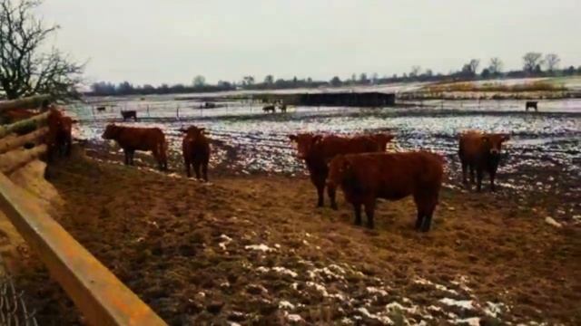 440 голов Лимузинская порода КРС. 350 кг средний вес. Продажа оптом от 33 голов. смотреть онлайн