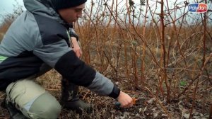 Подготовка малины к зиме | Обрезка