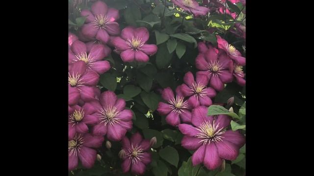 Клематис Вилл де Леон смотреть онлайн