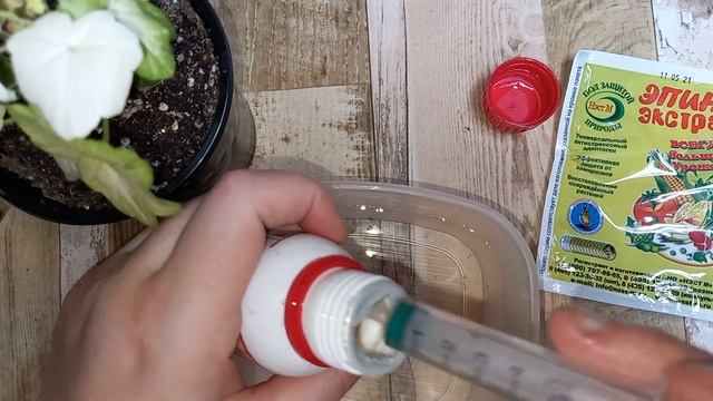 Побелели листья у Пеларгонии или Герани, причины и средства, которые могут помочь смотреть онлайн