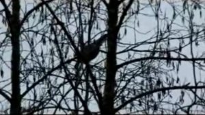 Ноябрьское кормление рябчика березовыми сережками.