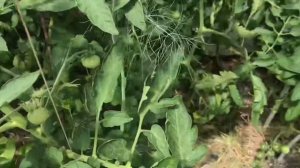 Выходные на даче в Подмосковье / поездки / дачная жизнь