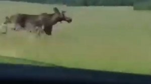 Самый быстрый Лось