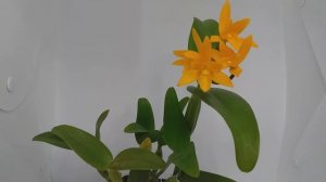 Cattleya aurantiaca yellow