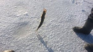 Калиновка, стр. Глубокое