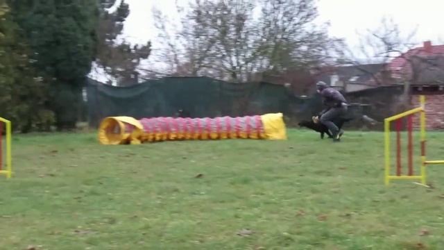 Dog tricks and fun | Flat coated retriever Alpha - 2 year old смотреть онлайн