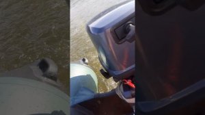 лодка хантер320 мотор.сеа про9.8  обкатка.