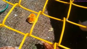 КУРИЦЫ НА ДАЧЕ