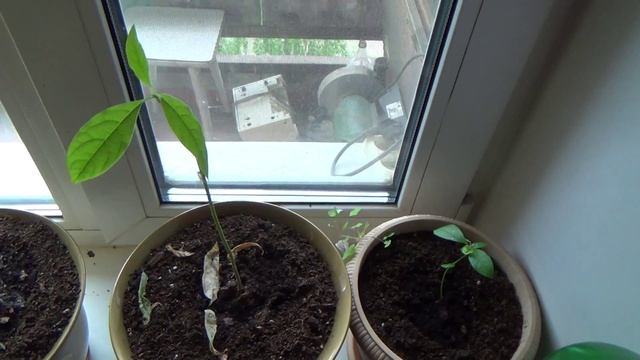 Шикарная рассада помело. смотреть онлайн