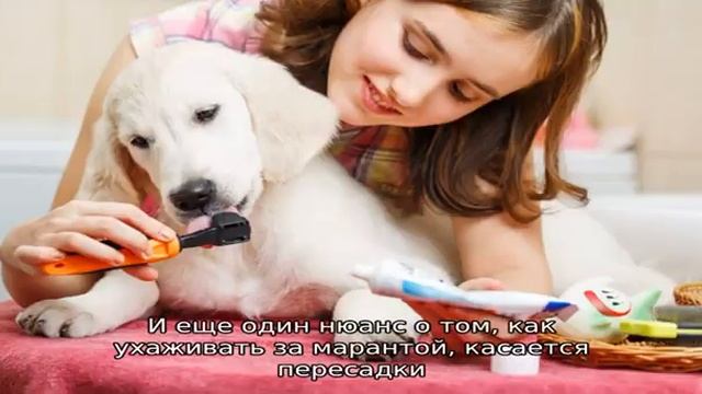 Как ухаживать за марантой – выращиваем дома гостью из тропических джунглей смотреть онлайн