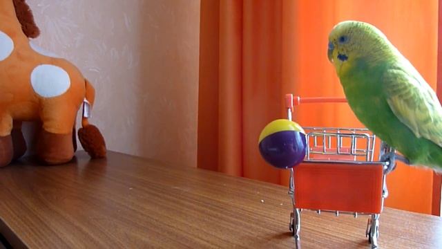 КАК ПОПУГАЙ ВЕСЕЛО ИГРАЕТ//ИГРУШКИ ДЛЯ ПОПУГАЯ//ВЕСЕЛЫЙ И СМЕШНОЙ ВОЛНИСТЫЙ ПОПУГАЙ