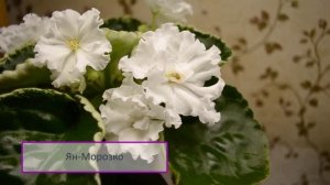 Еще немного ФИАЛОК в июле/Ma's Easter Parade, Cosmic Blast, Кармен, Ян-Морозко, РС-Брусничный Сироп