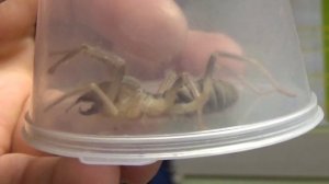 Паук Сольпуга (Solifuga) Волгоград.