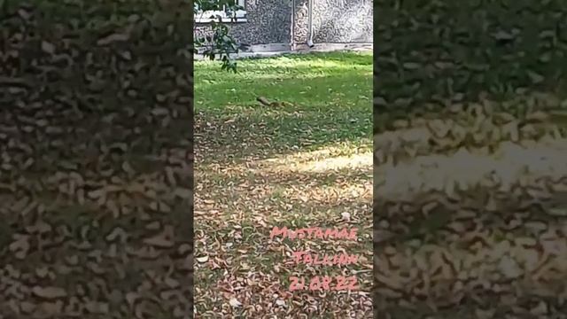 ?️ #Mustamae #Tallinn 21.08.22 orav білка squirrel