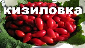 Это лучшая ягода для настойки.Рецепт Кизиловки.