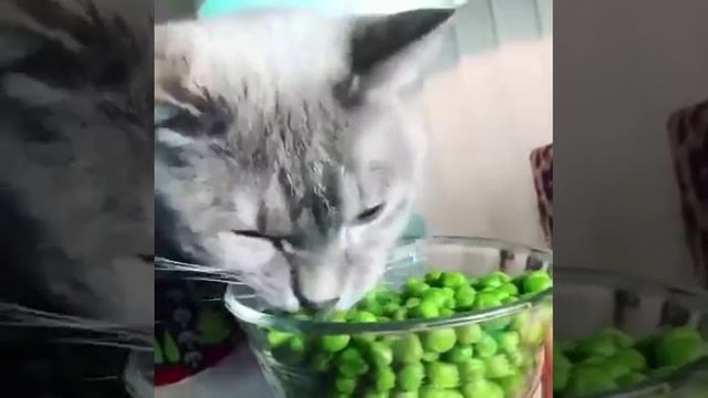 Как правильно надо питаться, чтобы не потолстеть ? смотреть онлайн