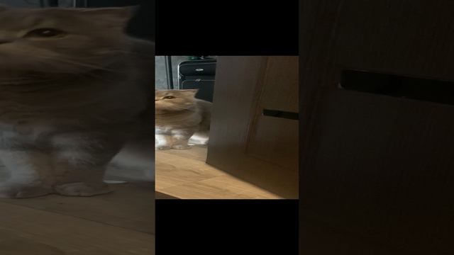 Кот открывает дверь